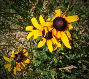 Close-up of yellow flower