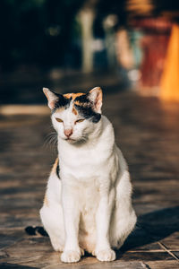 Portrait of cat sitting outdoors