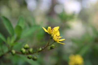 Close-up of yellow flowering plant
