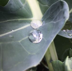 Close-up of water on plant
