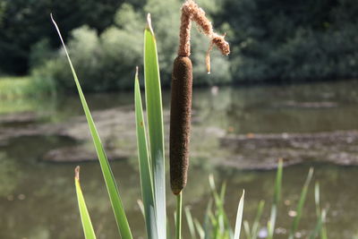 Close-up of plant against blurred background