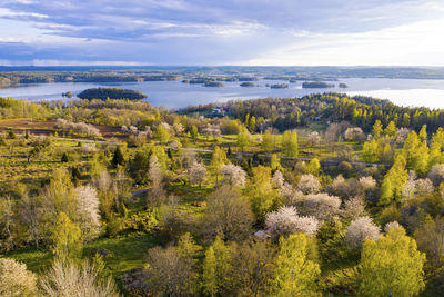 Landscape with spring trees