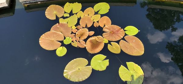 Close-up of water lily leaves floating on lake