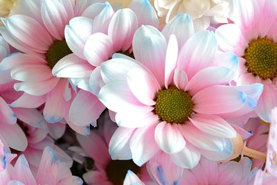 Close-up of pink dahlia flowers