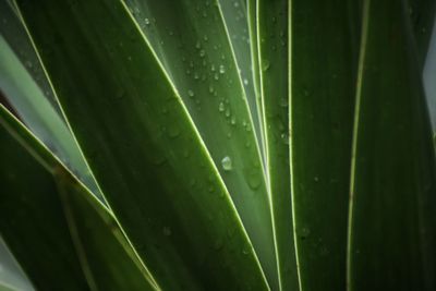 Full frame shot of raindrops on leaf