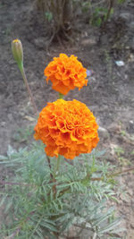 High angle view of orange flower