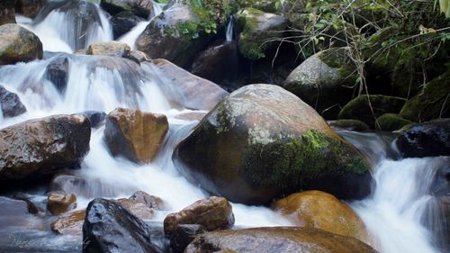 Scenic view of waterfall in forest