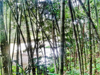 Low angle view of trees in forest