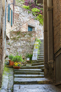 Potted plants on wall of old building