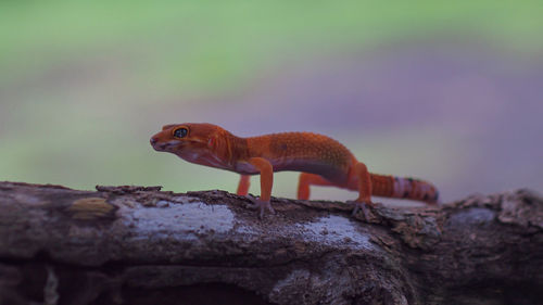 Close-up of lizard on rock