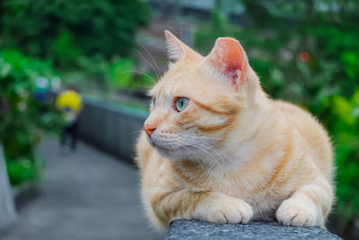 Close-up of a cat looking away