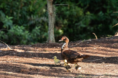 Mother with small baby chick muscovy ducks cairina moschata in naples, florida in a swamp.