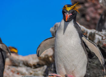 Macaroni penguin on rock against clear blue sky