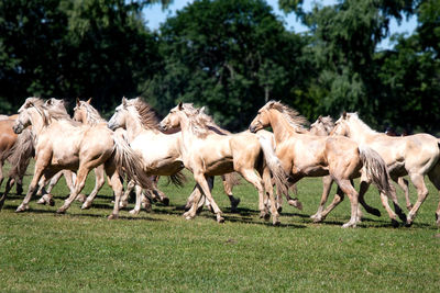 Horses on field against sky