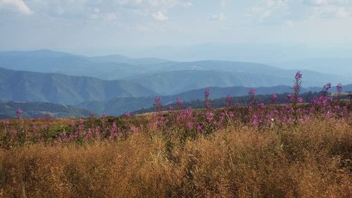 Full frame shot of pink flowers in field