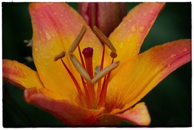 Close-up of day lily blooming outdoors