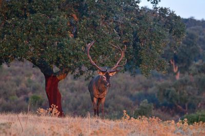 Deer standing on field