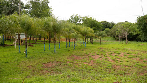 Trees on field against clear sky