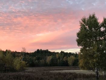 Trees on field against sky at sunset