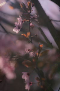 plant