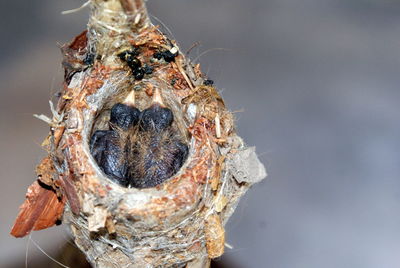 Close-up of spider