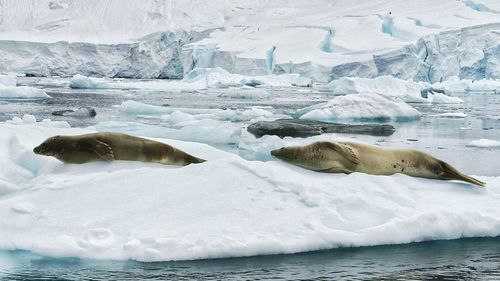 Scenic view of frozen sea