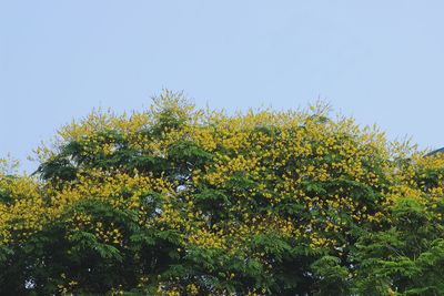 Low angle view of yellow flowers against clear sky