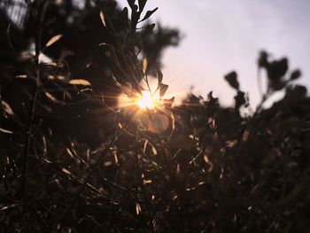 Close-up of plant growing on field