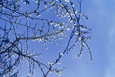 Low angle view of flower tree against clear blue sky