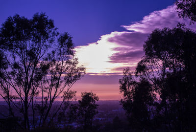 Silhouette trees in forest against sky at sunset