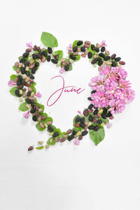 Close-up of potted plant against white background