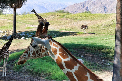 giraffe