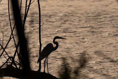 Bird perching on a lake