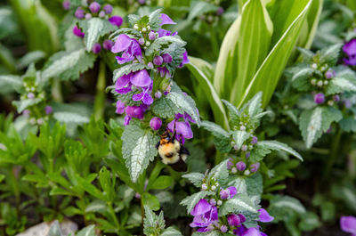 Close-up of honey bee on purple flowering plant