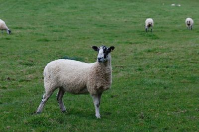 Portrait of sheep grazing on field