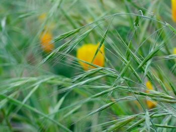 Close-up of plant growing on field