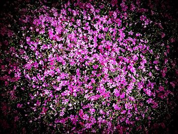 Full frame shot of purple flowers