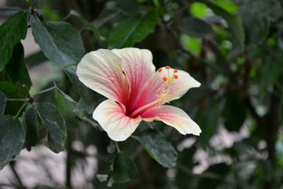 Close-up of iris blooming outdoors