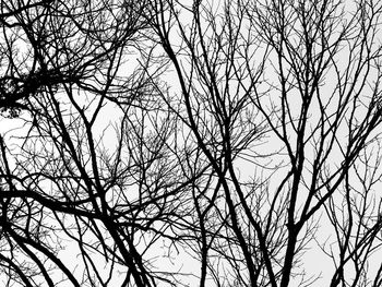 Low angle view of bare tree against sky