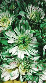 Close-up of flowers