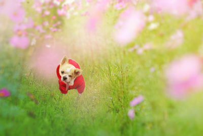 Portrait of dog on grass