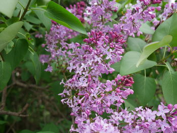 Close-up of pink flowers