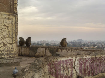 Monkeys and pigeon at surya mandir against sky