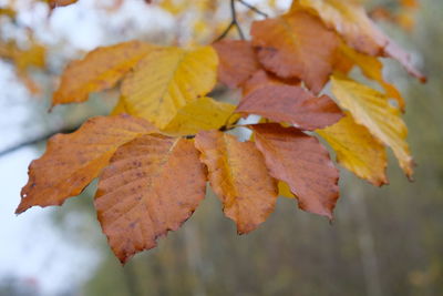 Close-up of autumnal leaves