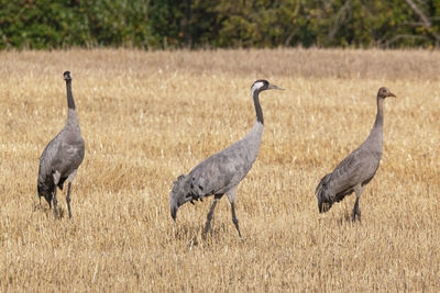 View of birds on field