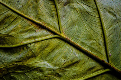 Full frame shot of tree