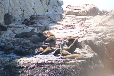 Rocks in sea