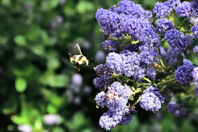 Close-up of bee pollinating on purple flower