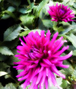 Close-up of pink flower