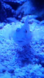 Close-up of fish underwater